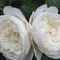 William and Catherine (im grossen Container)