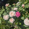 Rose 'William and Catherine' �, Rosa
