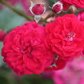 Rose, Beetrose, Roseasy, Just, Roseasy_Just_DSC05969.jpg