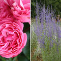 Rosen Bundle, Set, Wie Himbeer und Blaubeer