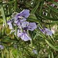 Rosmarin 'Veitsh�chheim', Rosmarinus officinalis 'Veitsh�chheim'