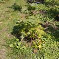 Rote Johannisbeere Ribest� Susette�, Ribes rubrum