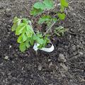 Rote Maulbeere Bombyx� 'Shades of Red', Morus alba
