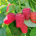 Himbeere, Rubus idaeus, Selektion 7090-009, Z�chtung