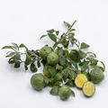 Mictrocitrus australis