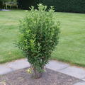 Amelanchier canadensis Rainbow Pillar Felsenbirne