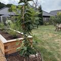 S�ulenkirsche 'Hong Kong', Prunus cerasus 'Hong Kong'