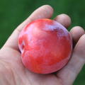 rot-orange Frucht von Sunscraper