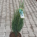 S�ulen-Wacholder, Raketenwacholder 'Blue Arrow'