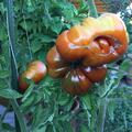 Salattomate Paul Robson BIO, Lycopersicon esculentum
