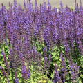 Salvia nemorosa 'Ostfriesland'