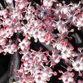 Sambucus nigra 'Black Beauty'�, Sambucus nigra 'Black Beauty'�