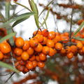 vitaminreiche Fr�chte