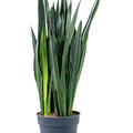 Sansevieria trifasciata 'Black Tiger', Tuff, im 34cm Topf, H�he 130cm, Breite 50cm