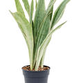 Sansevieria trifasciata 'Metallica', Tuff, im 17cm Topf, H�he 60cm, Breite 35cm