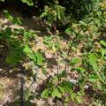 Saskatoon Beere Lowberry� 'Saskadwarf'�, Amelanchier alnifolia 'Saskadwarf'�