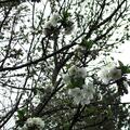 Sauerkirsche 'Jade', Prunus cerasus 'Jade'