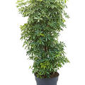 Schefflera arboricola 'Luseana', Verzweigt/s�ule, im 30cm Topf, H�he 100cm, Breite 35cm