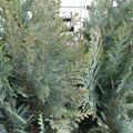 'Columnaris' blau-gr�nes Laub 