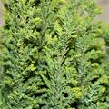 Chamaecyparis gr�n-gelbes Laub