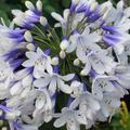 Agapanthus 'Twister', Schmucklilie Twister 