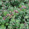 Schneebeere 'Hancock', Niedrige Purpurbeere