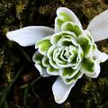 Schneegl�ckchen 'Flore Pleno', Galanthus nivalis 'Flore Pleno'