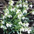 Schneegl�ckchen 'Viridapice', Galanthus nivalis 'Viridapice'