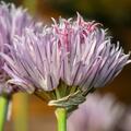Schnittlauch 'Mixed One', Allium schoenoprasum