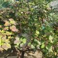 Schwarze rotbl�ttrige Johannisbeere Black'n'Red� Premiere�, Ribes nigrum