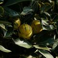 Citrus aurantium Landsknechtshose