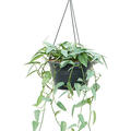Scindapsus (Epipremnum) Pinnatum 'Cebu Blue', Ampel, im 28cm Topf, H�he 80cm, Breite 50cm