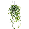 Scindapsus pictus 'Argyraeus', Ranker, im 28cm Topf, H�he 40cm, Breite 45cm