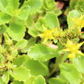 Sedum hybridum 'Immergr�nchen'