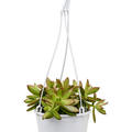 Sedum nussbaumerianum, im 16cm Topf, H�he 20cm, Breite 20cm