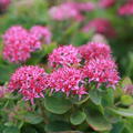 Sedum spectabile 'Carl'