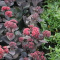 Sedum telephium 'Jos� Aubergine' -S-