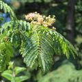 Seidenbaum 'Tropical Dream' , Albizia julibrissin 'Tropical Dream'