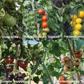 Selbstversorgerset Freilandtomaten 'Sorglose Tomatenlust' OpenSky� 'Sugarred'�, 'Morningsun'�, 'Happyblack'�, 'Tombonne'� & Freilandtomate 'Vivagrande'