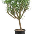 Senecio kleinia, Verzweigt, im 34cm Topf, H�he 130cm, Breite 80cm