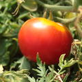 Balkontomate 'Silbertanne' (Lycopersicon esculentum)
