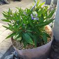Solanum muricatum, Pepino mit Fr�chten und Bl�ten 