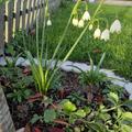 Sommer-Knotenblume 'Gravetye Giant', Leucojum aestivum 'Gravetye Giant' 