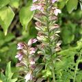 Acanthus mollis B�renklaue