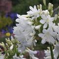 Agapanthus 'Arctic Star', winterharte Schmucklilie