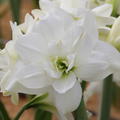Hippeastrum 'Akiko'�