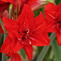 Hippeastrum 'Double Delicious'�