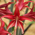 Hippeastrum 'Quito'�