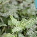 Arum italicum Geaderter Aronstab