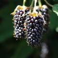 Brombeere Columbia Star Rubus ursinus